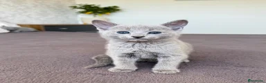 Boy 3