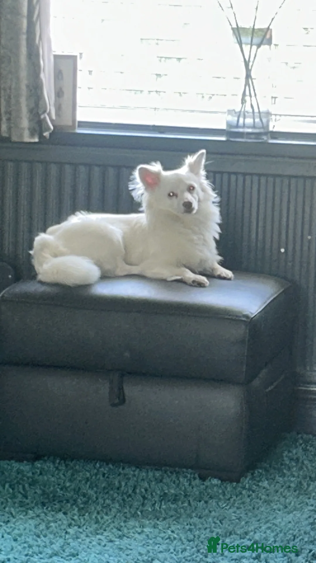 Pomchi dogs for stud: Beautiful 18 month old Super stud Marshall  - Advert 2