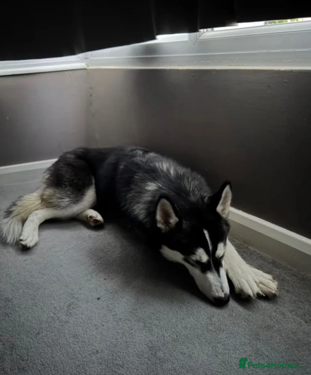 Siberian Husky dogs for sale: Siberian husky - Advert 13