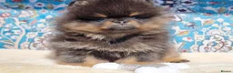 Pomeranian dogs for sale: Luxury Pomeranian puppies for sale!!! - Advert 10