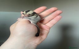 Sugar Glider rodents for sale: 2x male joeys BOTH RESERVED  - Image 4