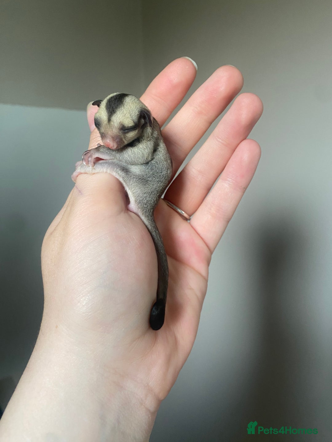 Sugar Glider rodents for sale: 2x male joeys BOTH RESERVED  - Image 4