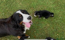 Bernese Mountain Dog dogs for sale: KC Reg Bernese Mountain Dog Puppies - Image 22