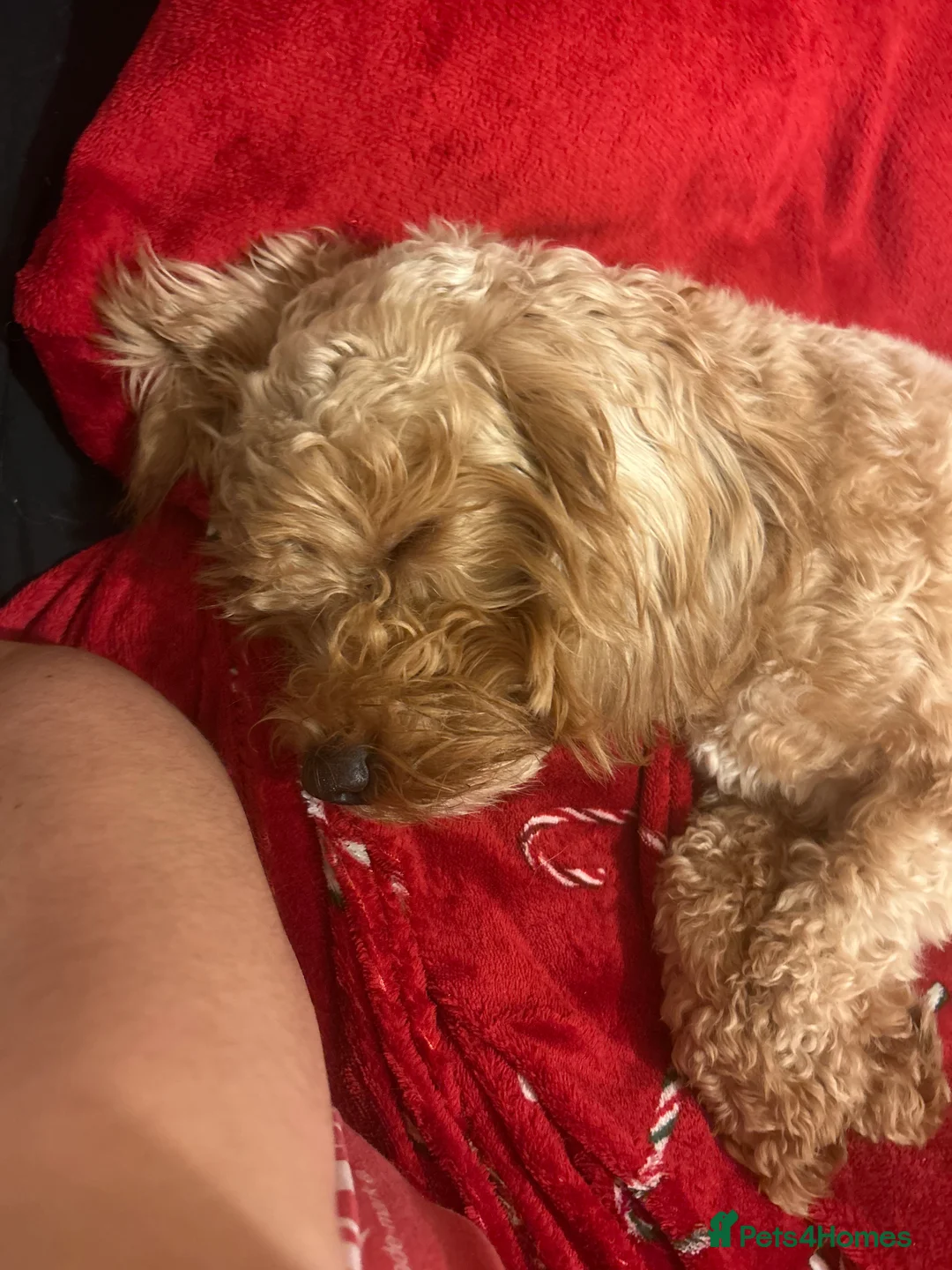 Cavapoo dogs for sale: Gorgeous, Cavapoo Girl for sale  - Advert 5