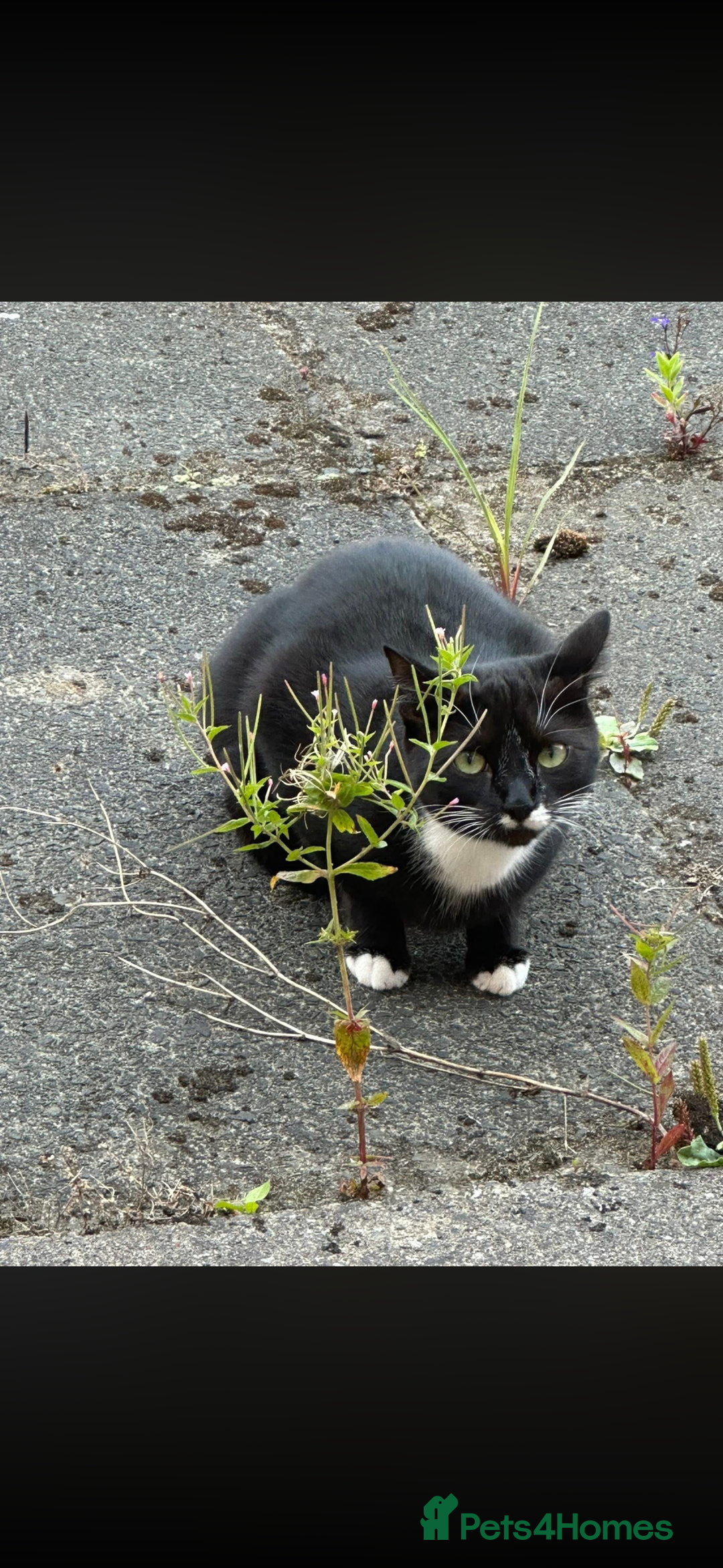 British Shorthair cats for sale: 2 bonded males - Advert 4