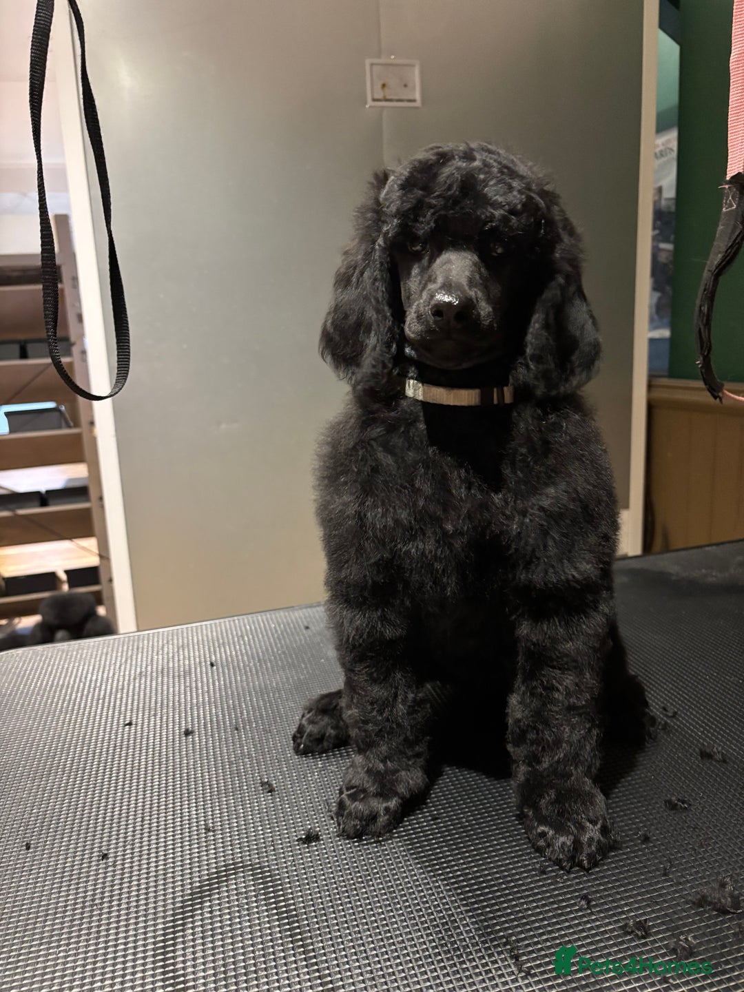 Standard Poodle dogs for sale: Champion sired standard poodles  - Advert 7