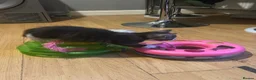 Mixed Breed cats for sale: 3 BEAUTIFUL KITTENS!  - Advert 5