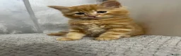 Mixed Breed cats for sale: Lovely kittens ready for loving homes - Advert 9