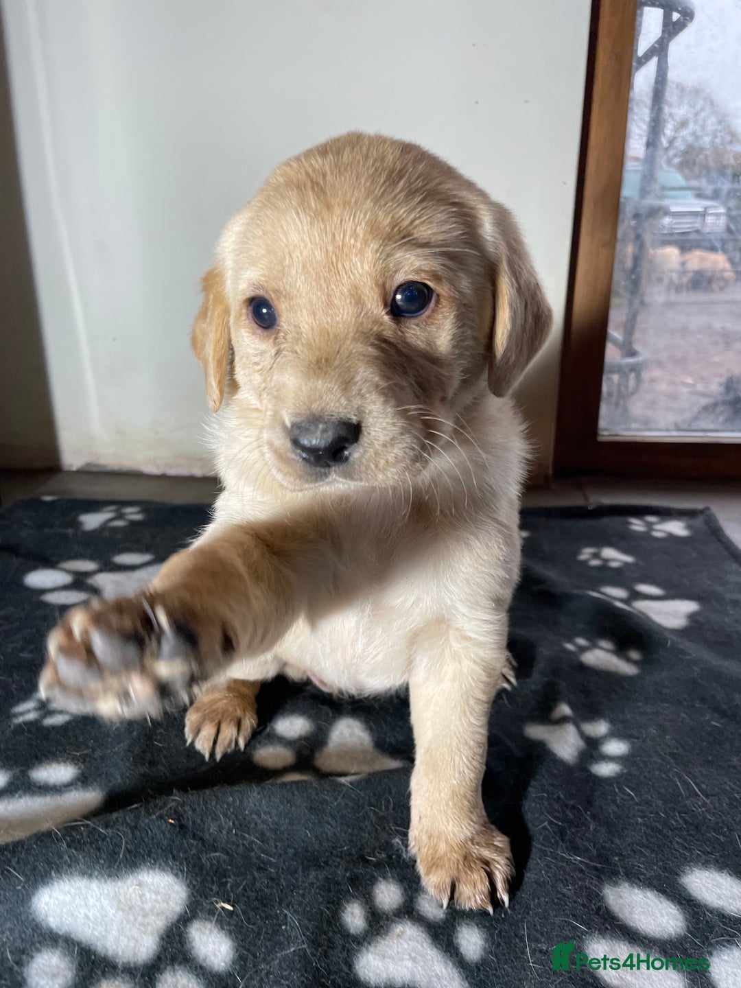 Labrador Retriever dogs for sale: Ready now Stunning chunky fox red pups - Advert 6
