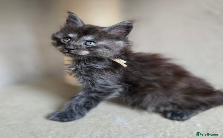 Maine Coon cats - Advert 2