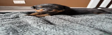 Rottweiler 1