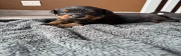 Rottweiler dogs for sale: Beautiful litter of Rottweilers in Horsham - Advert 3