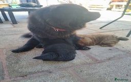 Chow Chow dogs for sale: KC uk registered chow chow puppies  - Image 8