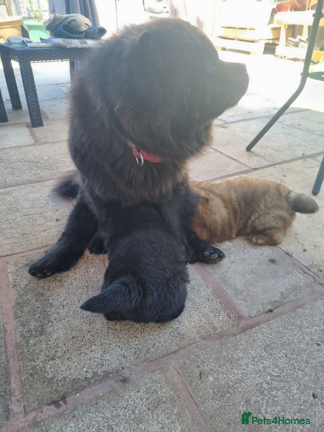 Chow Chow dogs for sale: KC uk registered chow chow puppies  - Image 8