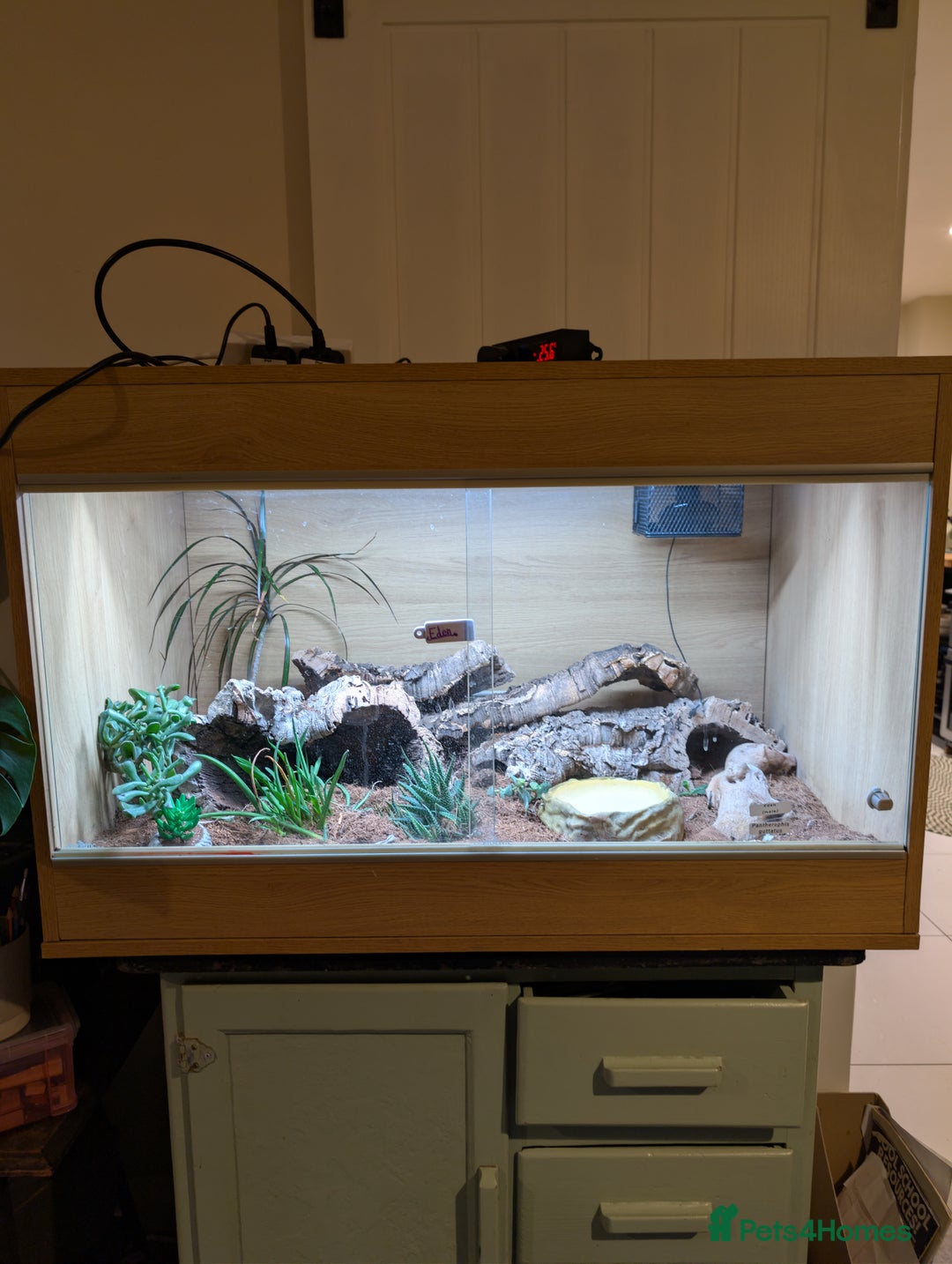 Corn Snake reptiles for sale: 2 year old Corn snake and full setup - Advert 2