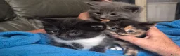 Mixed Breed cats for sale: Beautiful kittens - Advert 13