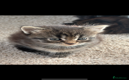 Mixed Breed cats for sale: Fluffy Adorable Kittens - Image 8