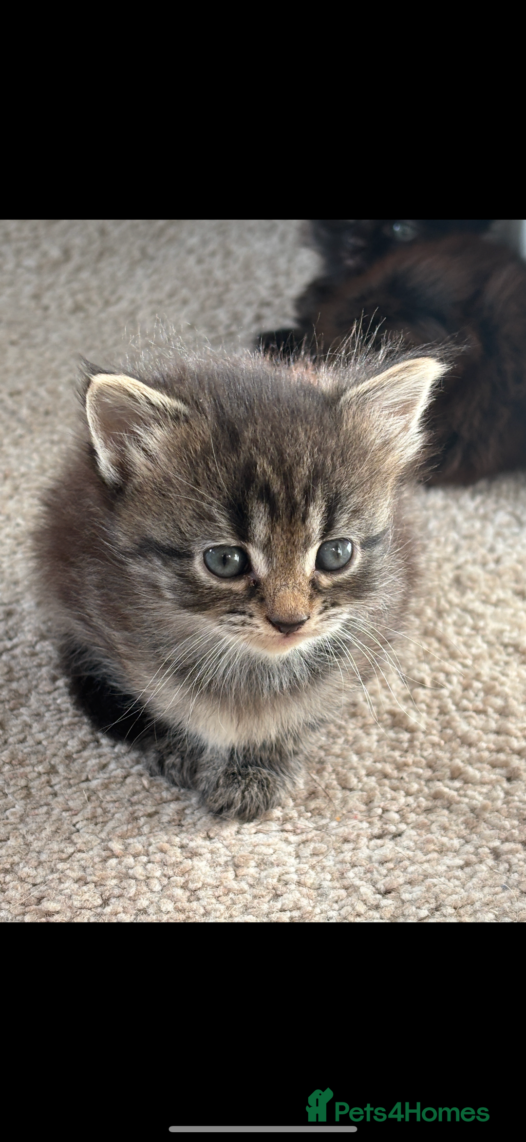 Mixed Breed cats for sale: Fluffy Adorable Kittens - Image 8