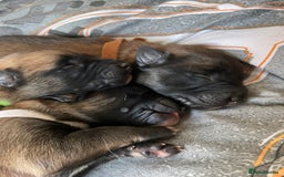 Belgian Shepherd Dog dogs for sale: Belgian Malinois - Image 15