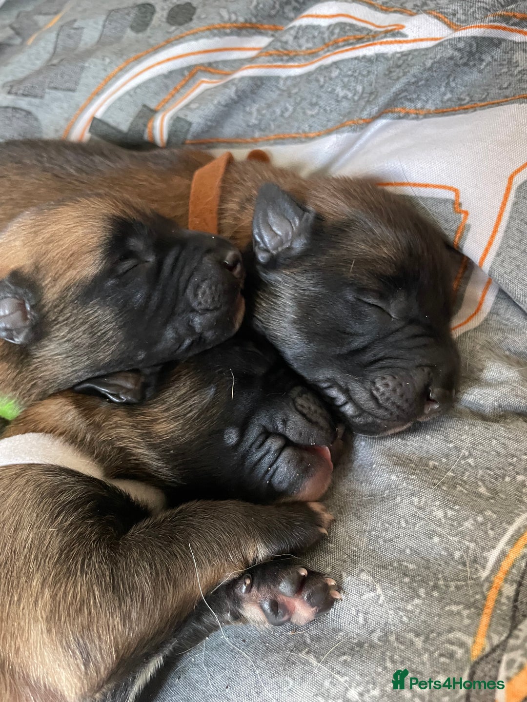Belgian Shepherd Dog dogs for sale: Belgian Malinois - Image 15
