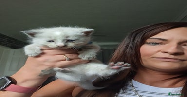 Norwegian Forest Cat cats - Advert 5