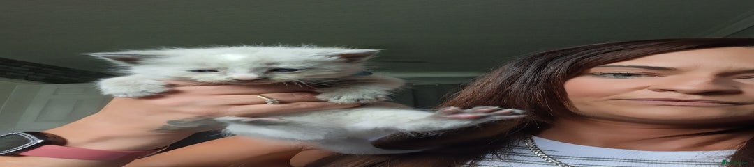 Norwegian Forest Cat Kitten 2