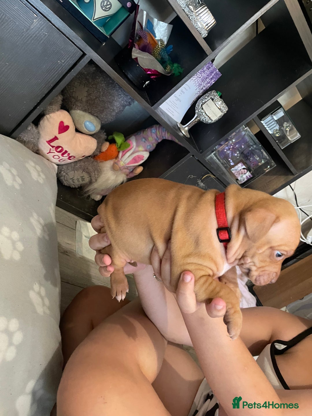 Staffordshire Bull Terrier dogs for sale: Staffy puppy  - Image 5