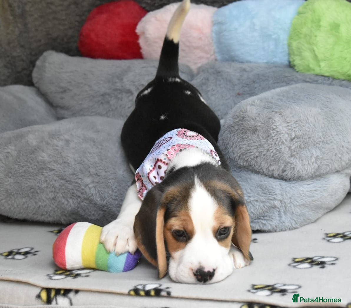 Beagle dogs Beautiful beagle puppies  - Advert 11