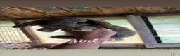 Mini Lop rabbits for sale: Mini lop babies ready to go now  - Advert 4