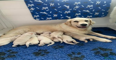 Golden Retriever dogs - Advert 14