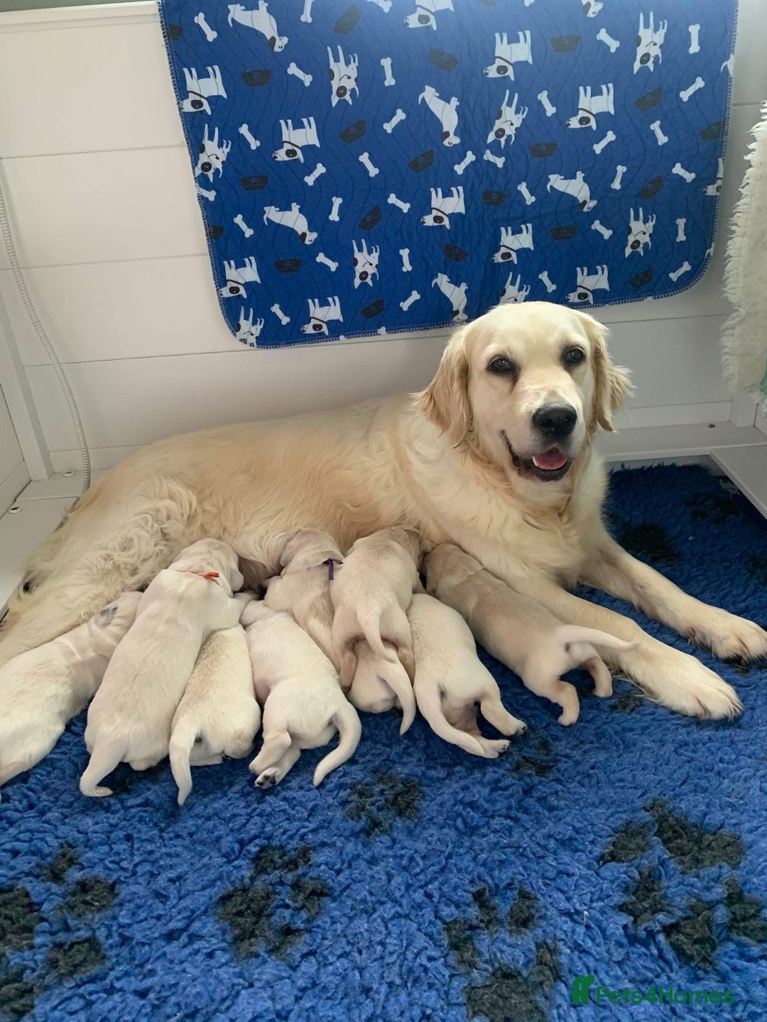 Golden Retriever dogs for sale: Gorgeous KC reg Golden Retriever Puppies - Image 3