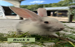 Continental Giant rabbits for sale: Handsome Giant Continental Bucks🐰💙 - Image 5