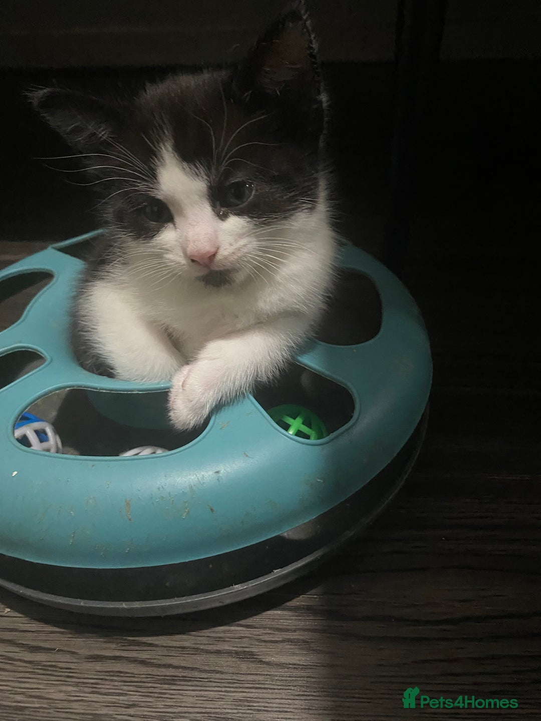 Mixed Breed cats for sale: 5 beautiful black and white kitties  - Image 1