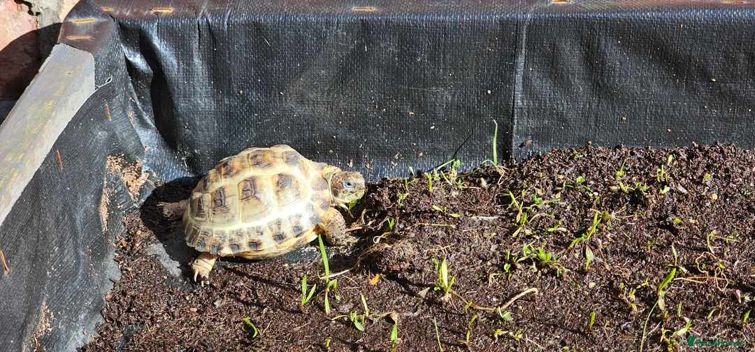Tortoise reptiles for sale: Horsefield tortoise  in Blyth - Advert 2