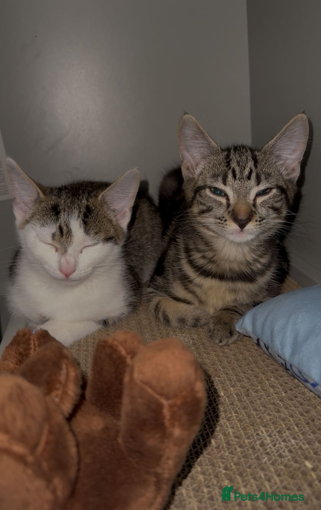Mixed Breed cats for sale: ONO 2 x female kittens £40 each or £60 for both - Image 7