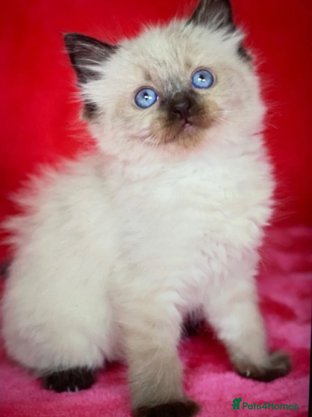 Ragdoll cats for stud: Beautiful blue lynx for stud in Bristol - Advert 3