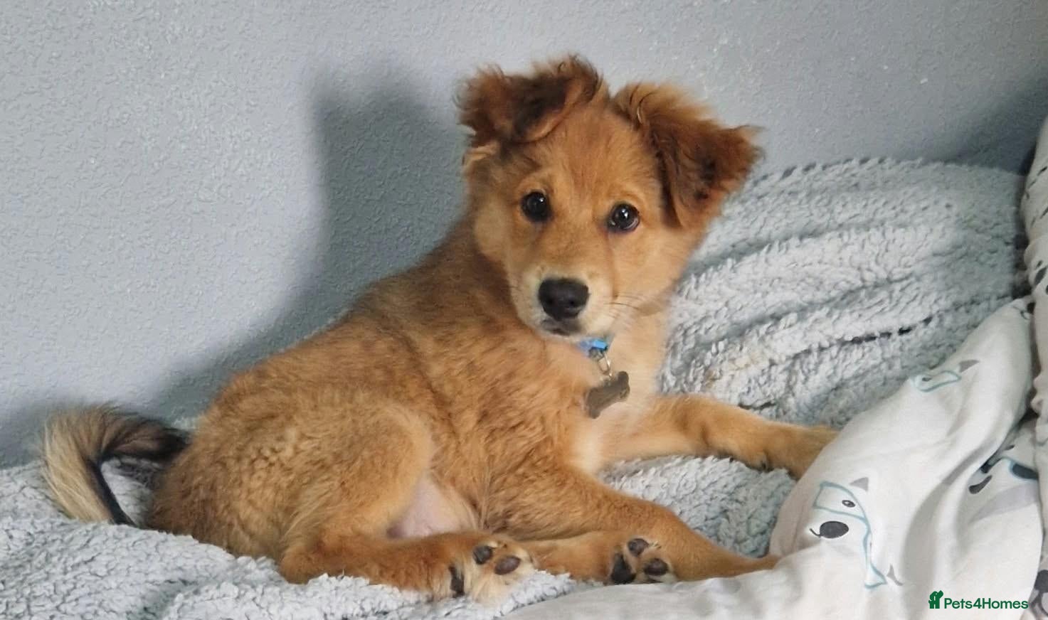 Mixed Breed dogs 4 month male Pomeranian cross king Charles £450 - Advert 16