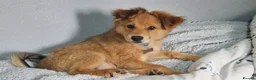 Mixed Breed dogs for sale: 4 month male Pomeranian cross king Charles £450 in Scunthorpe - Advert 1