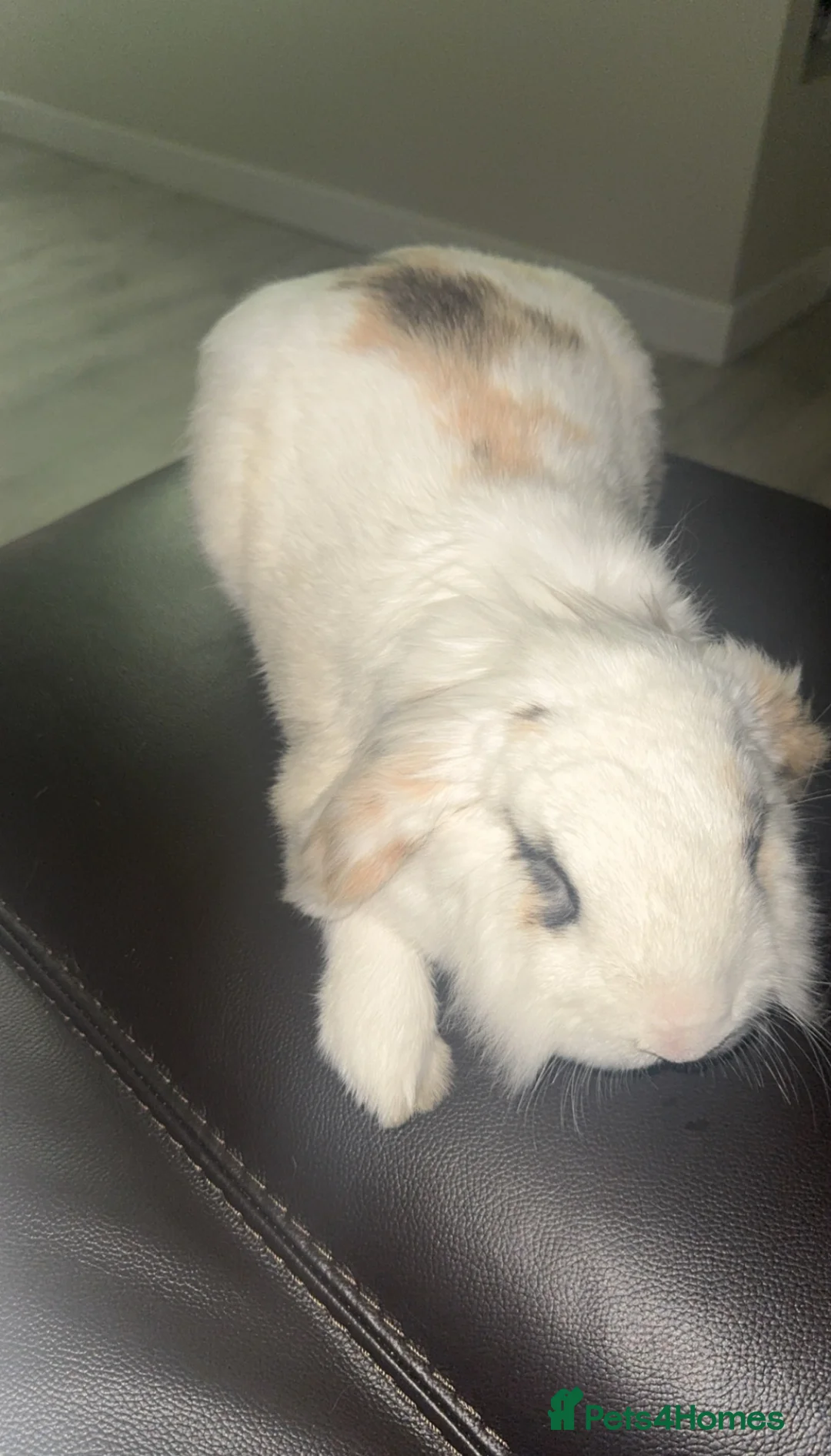 Lionhead rabbits for sale: Beautiful Lionhead Lop Male Rabbit in Chatham - Advert 2