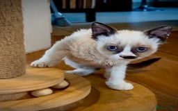 Selkirk Rex cats for sale: Gorgeous Selkirk Rex kittens - Image 28