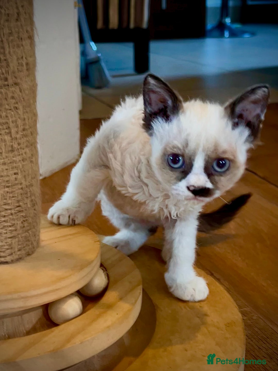 Selkirk Rex cats for sale: Gorgeous Selkirk Rex kittens - Image 28