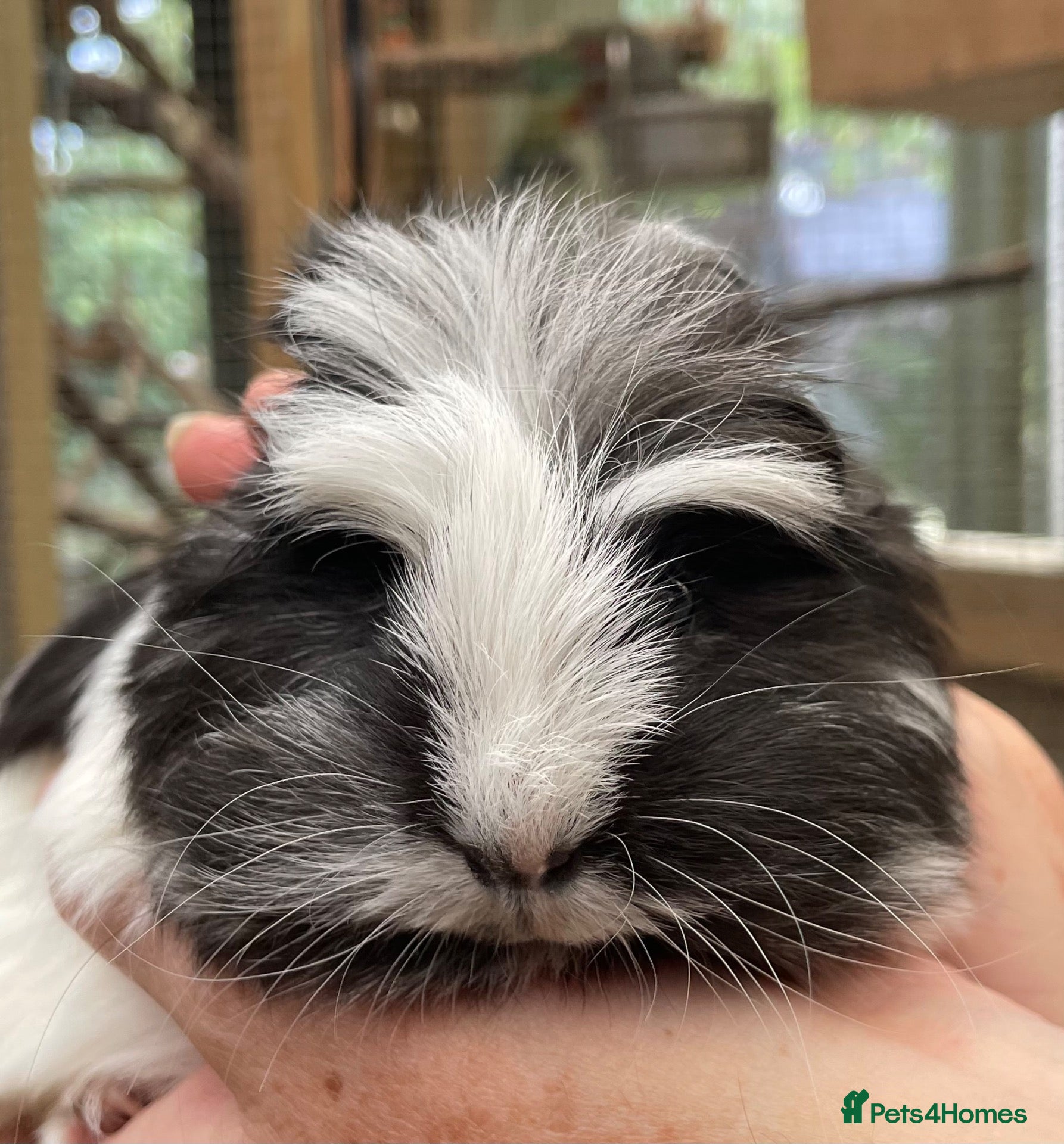 Guinea Pig rodents NEW GIRLS AVAILABLE baby girls/sows - Advert 13