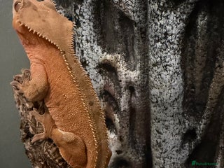 Gecko reptiles Male bi colour crested gecko - Advert 1