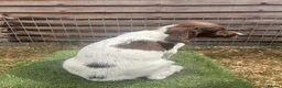 English Springer Spaniel dogs for sale: Male FTCh Sired ESS Puppy ready for forever homes - Advert 15