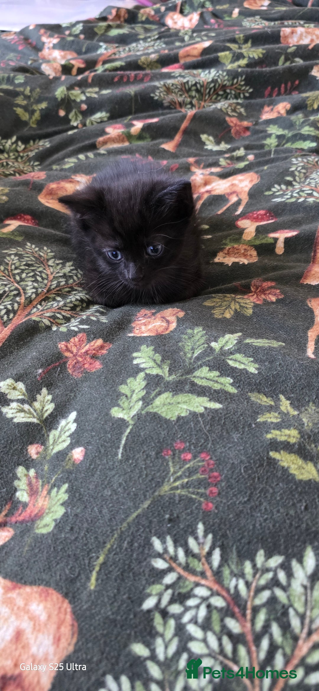 British Shorthair cats for sale: Litter of british short hair X 2 boys and 1 girl - Image 6