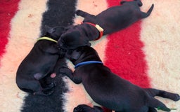 Labrador Retriever dogs for sale: Beautiful chunky litter of black pups  - Advert 24