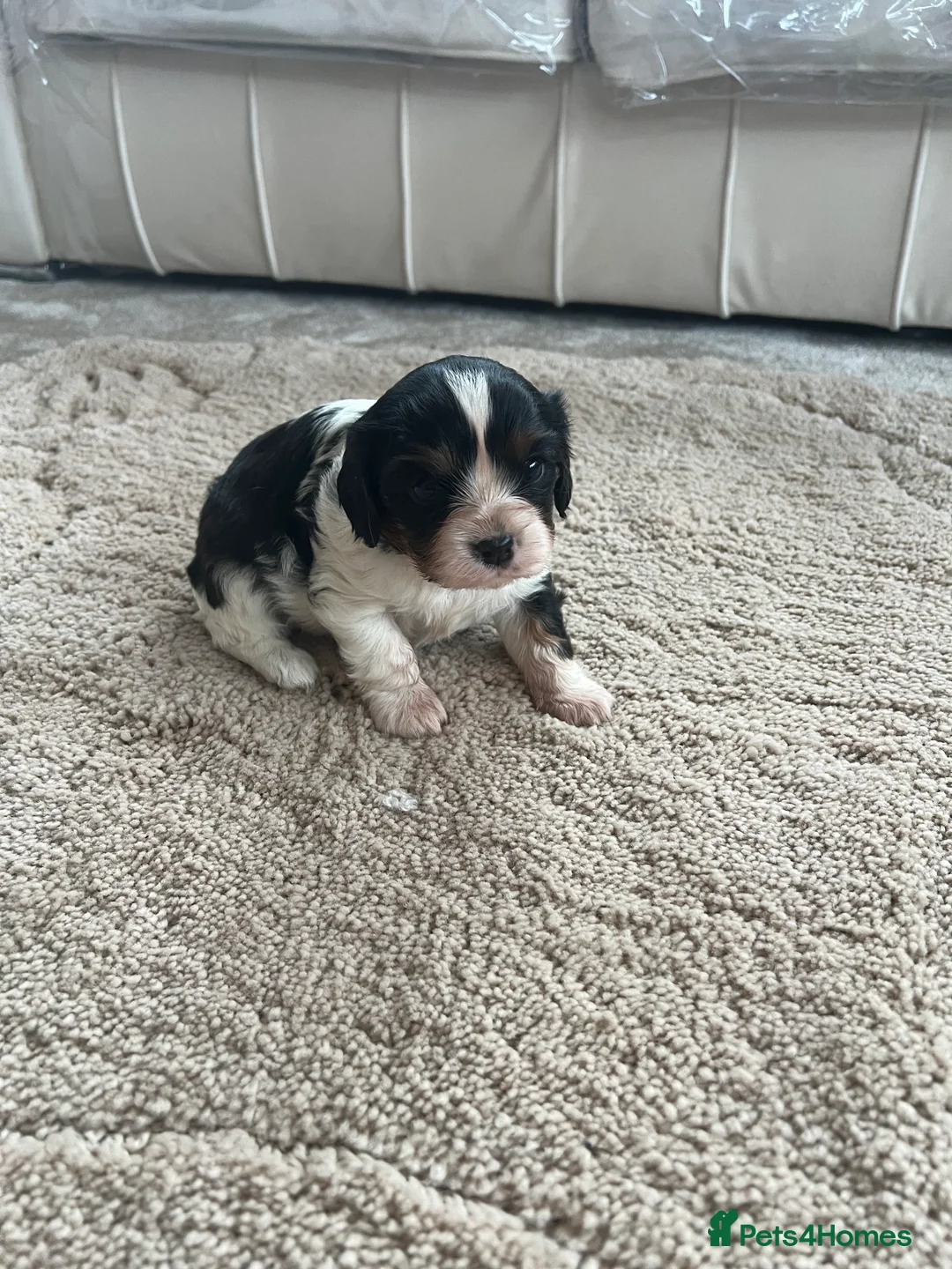 Cavalier King Charles Spaniel dogs for sale: Cavalier King Charles spaniel  - Advert 5
