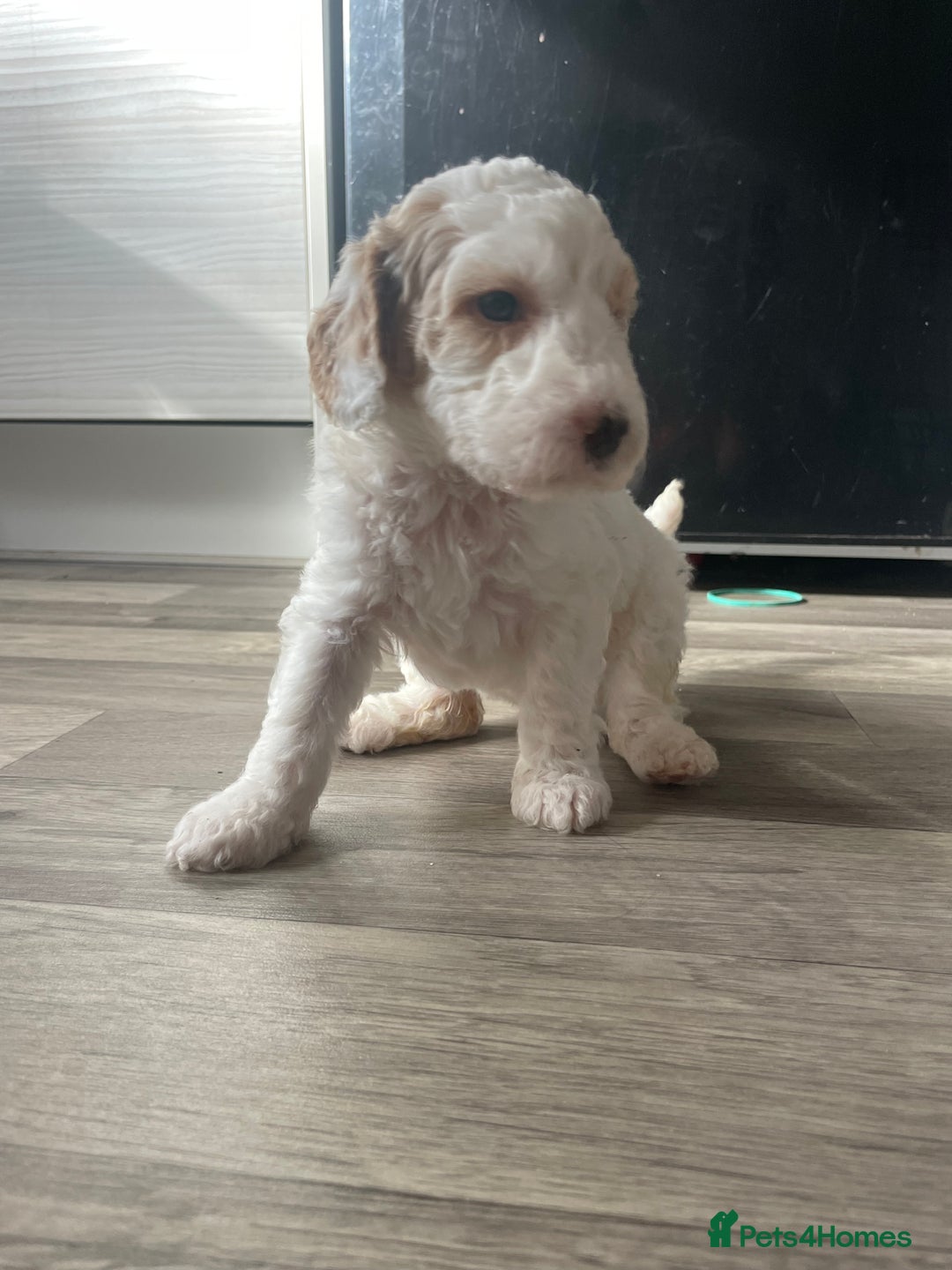 Australian Labradoodle dogs for sale: Australian Labradoodle Puppies – Ready Now🐶 - Image 24