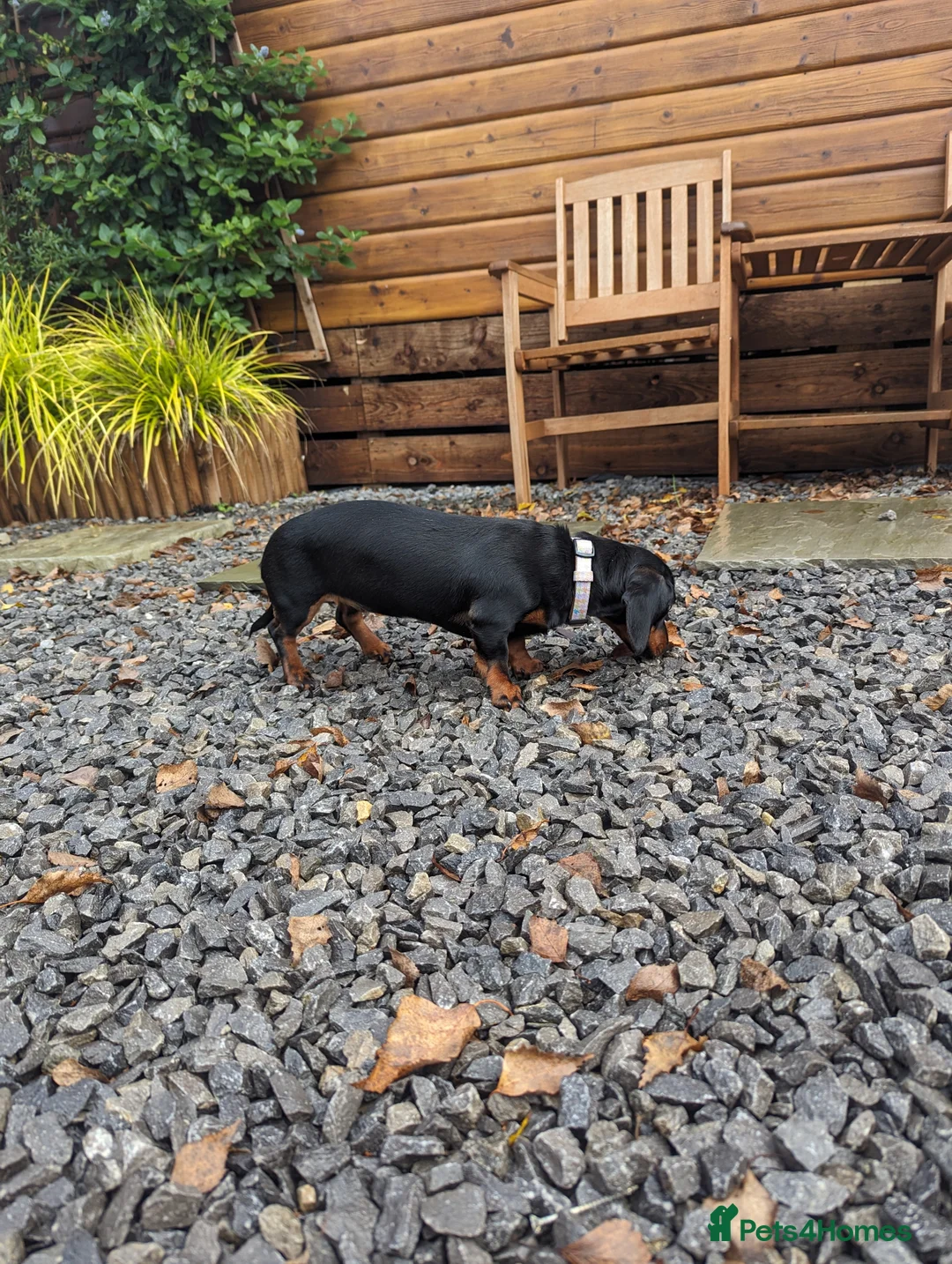 Miniature Dachshund dogs for sale: Peaches our lovely miniature Dachshund - Advert 7