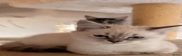 Siberian cats for sale: NEW LITTERS imported lines Siberian kittens - Advert 13